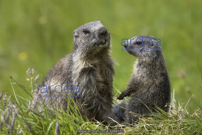  : Alpine Marmot - adult and young marmot playing