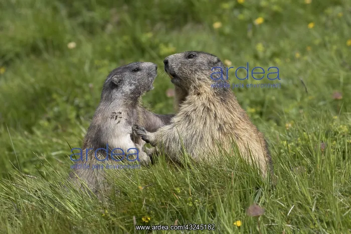 : Alpine Marmot - adult and young marmot playing : Alpine Marmot - adult and young marmot playing