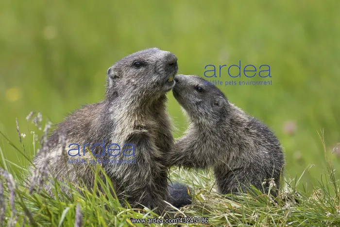 : Alpine Marmot - adult and young marmot playing : Alpine Marmot - adult and young marmot playing