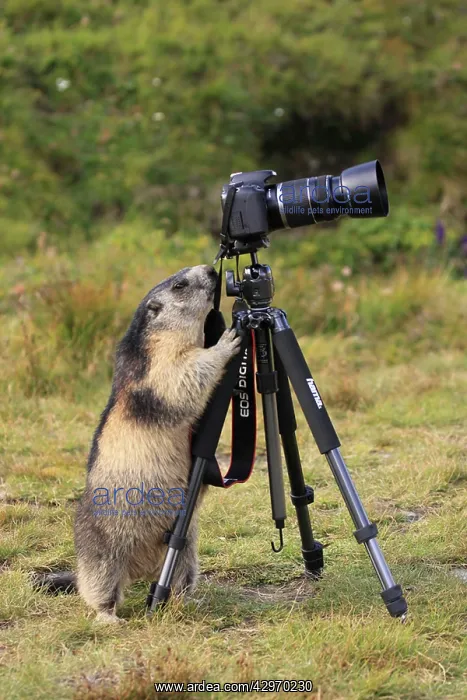  : Alpine Marmot - with camera on tripod