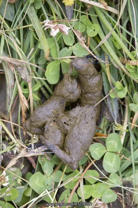 : Alpine Marmot - droppings - Hohe Tauern National : Alpine Marmot - droppings - Hohe Tauern National