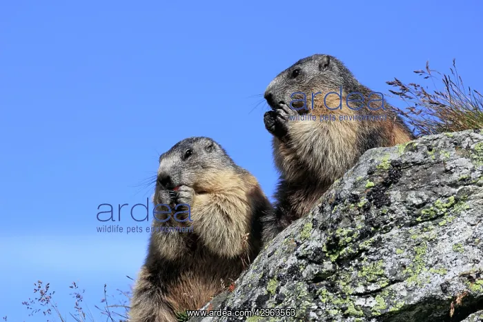  : Alpine Marmot - two eating
