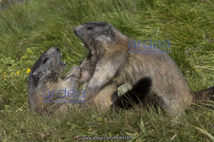  : Alpine Marmot - fighting marmots - National Park