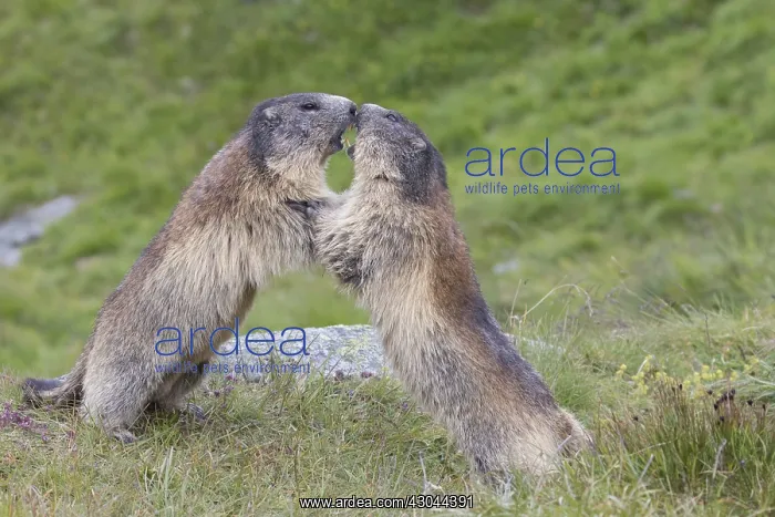  : Alpine Marmot - fighting marmots - National Park