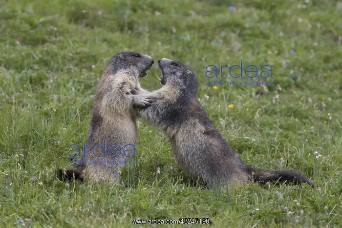 : Alpine Marmot - fighting marmots - National Park : Alpine Marmot - fighting marmots - National Park