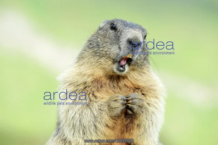 : Alpine Marmot, Grossglockner, Hohe Tauern National : Alpine Marmot, Grossglockner, Hohe Tauern National
