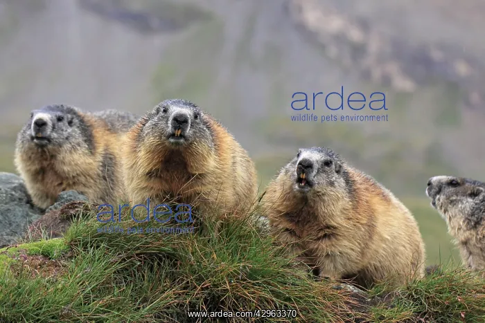: Alpine Marmot - group : Alpine Marmot - group
