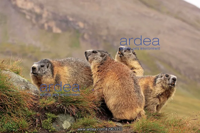 : Alpine Marmot - group : Alpine Marmot - group