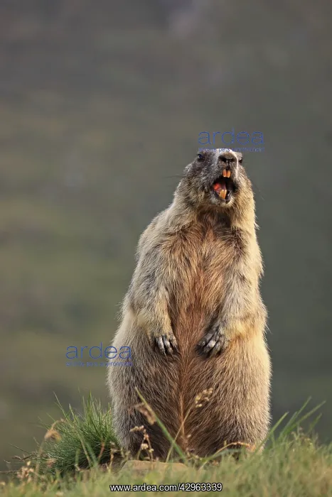: Alpine Marmot - on hind legs : Alpine Marmot - on hind legs