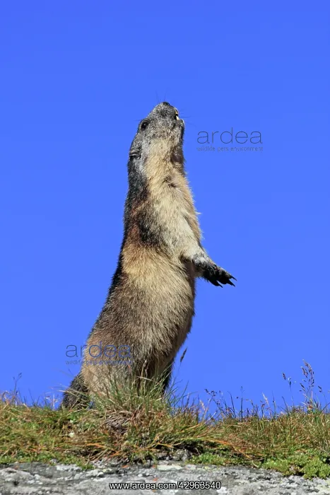: Alpine Marmot - on hind legs : Alpine Marmot - on hind legs