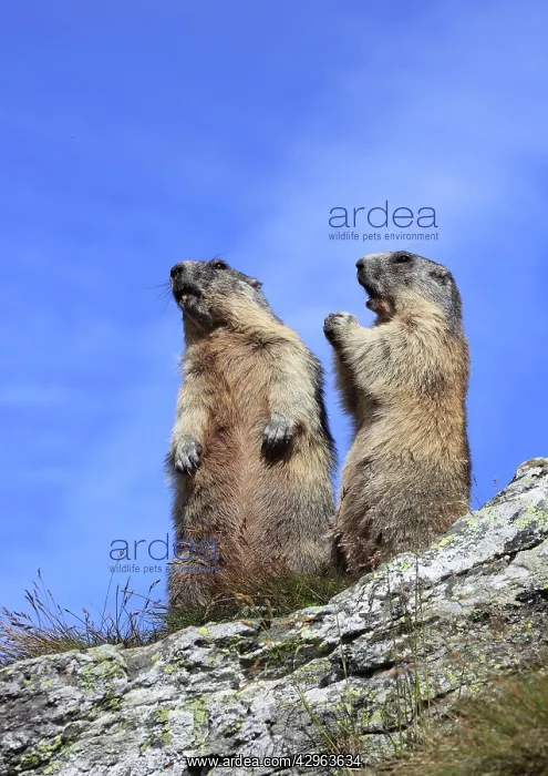 : Alpine Marmot - two together on hind legs : Alpine Marmot - two together on hind legs