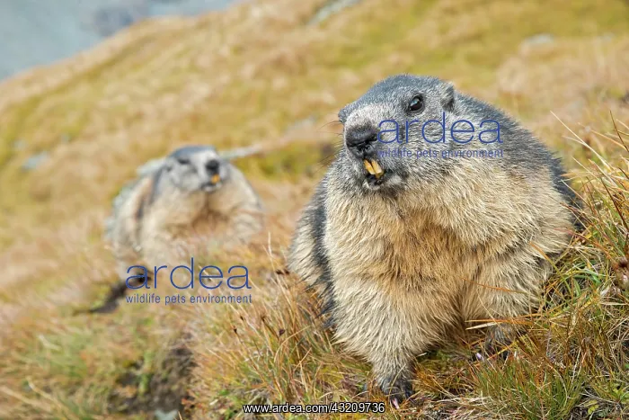 : Alpine marmot, Kaiser-Franz-Josefs-H' he, High Tauern : Alpine marmot, Kaiser-Franz-Josefs-H' he, High Tauern