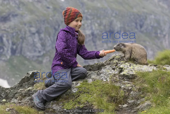 : Alpine Marmot - marmot is feeding by a girl -National : Alpine Marmot - marmot is feeding by a girl -National