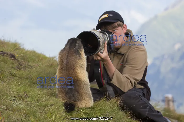 : Alpine Marmot - marmot and photographer - National : Alpine Marmot - marmot and photographer - National