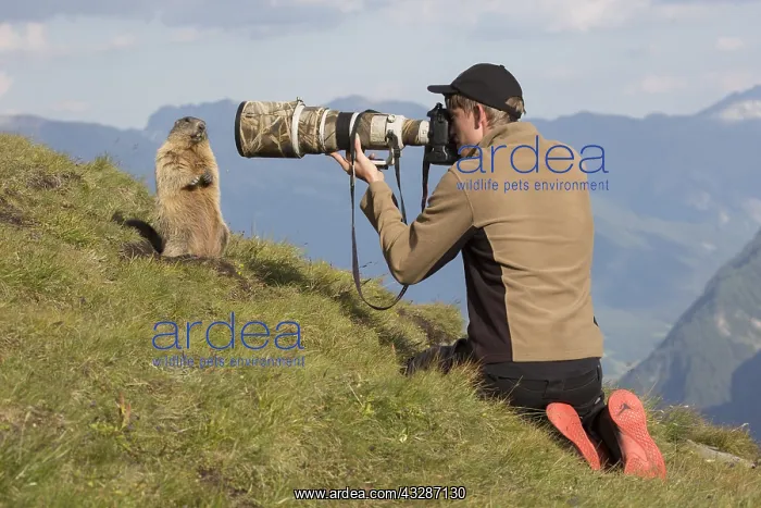 : Alpine Marmot - marmot and photographer - National : Alpine Marmot - marmot and photographer - National