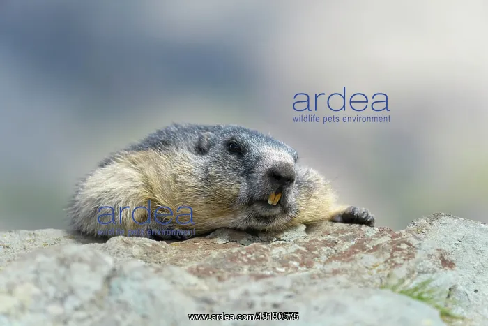 : Alpine Marmot (Marmota marmota), Hohe Tauern National : Alpine Marmot (Marmota marmota), Hohe Tauern National