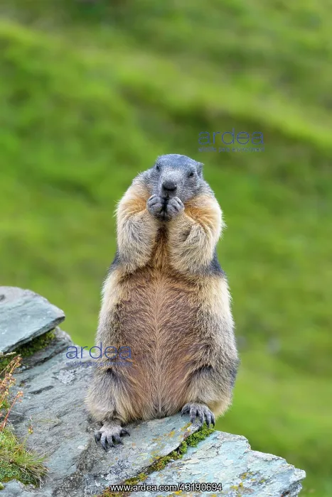 : Alpine Marmot (Marmota marmota), sitting, Hohe Tauern : Alpine Marmot (Marmota marmota), sitting, Hohe Tauern