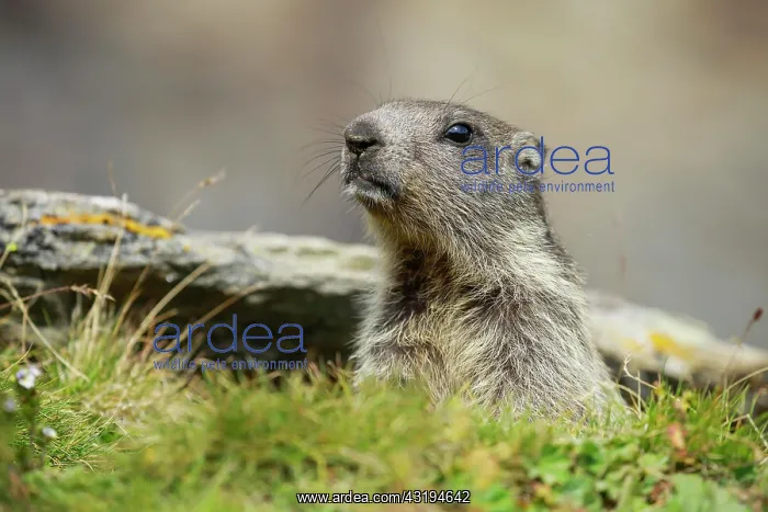 : Alpine Marmot, Marmota marmota, Switzerland, Europe : Alpine Marmot, Marmota marmota, Switzerland, Europe