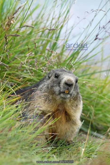 : Alpine Marmot (Marmota marmota), Hohe Tauern National : Alpine Marmot (Marmota marmota), Hohe Tauern National
