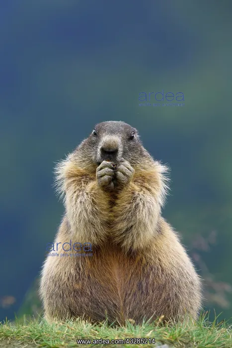 : Alpine Marmot (Marmota marmota), eating, Hohe Tauern : Alpine Marmot (Marmota marmota), eating, Hohe Tauern