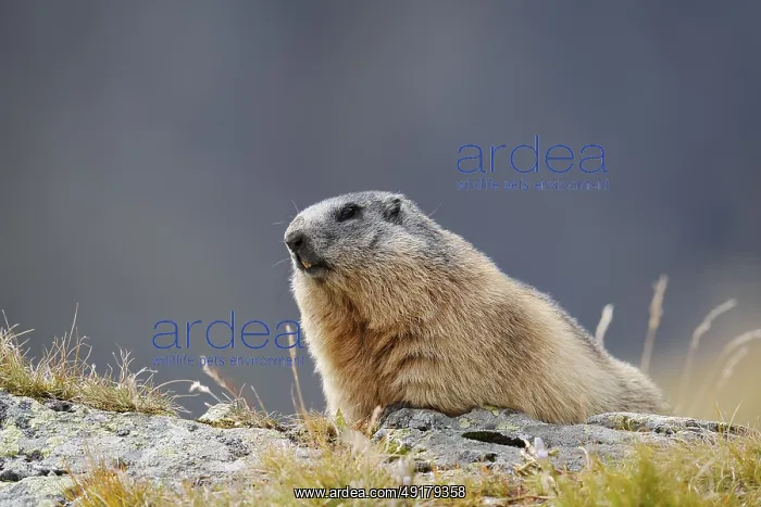 : Alpine marmot (Marmota marmota) : Alpine marmot (Marmota marmota)