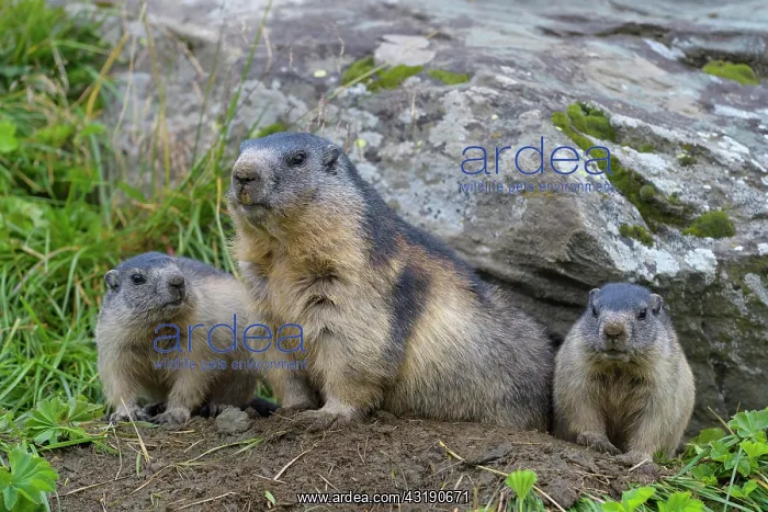 : Alpine Marmot (Marmota marmota), adult with two : Alpine Marmot (Marmota marmota), adult with two