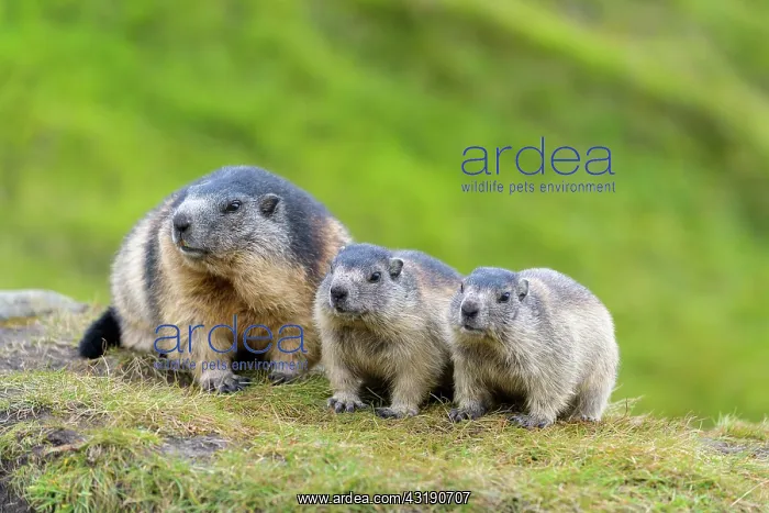 : Alpine Marmot (Marmota marmota), adult with two : Alpine Marmot (Marmota marmota), adult with two
