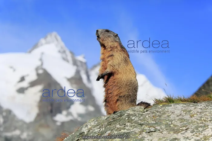 : Alpine Marmot (Marmota marmota), adult, standing : Alpine Marmot (Marmota marmota), adult, standing