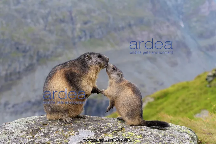 : Alpine Marmot (Marmota marmota), adult with young : Alpine Marmot (Marmota marmota), adult with young