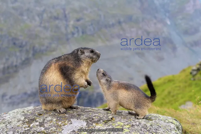 : Alpine Marmot (Marmota marmota), adult with young : Alpine Marmot (Marmota marmota), adult with young