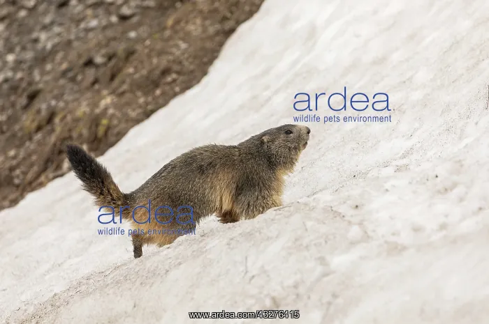 : Alpine marmot, Marmota marmota, climbing up snow : Alpine marmot, Marmota marmota, climbing up snow