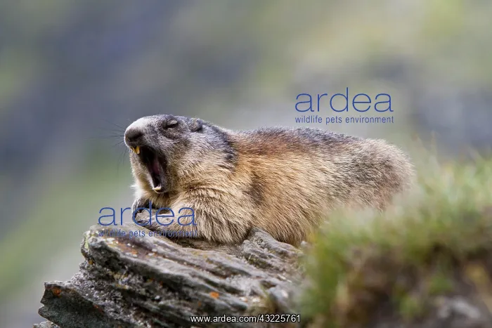 : Alpine Marmot (Marmota marmota), Grossglockner : Alpine Marmot (Marmota marmota), Grossglockner