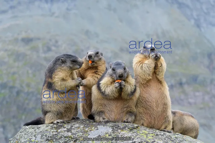 : Alpine Marmot (Marmota marmota), group of animals : Alpine Marmot (Marmota marmota), group of animals