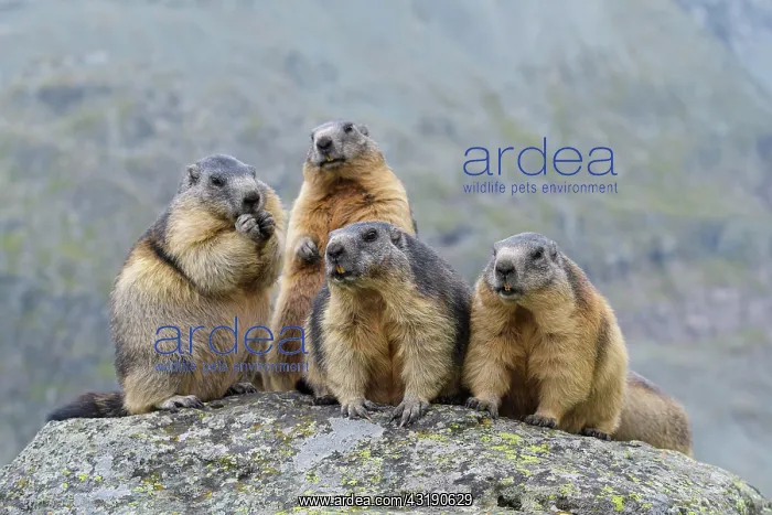 : Alpine Marmot (Marmota marmota), group of animals : Alpine Marmot (Marmota marmota), group of animals