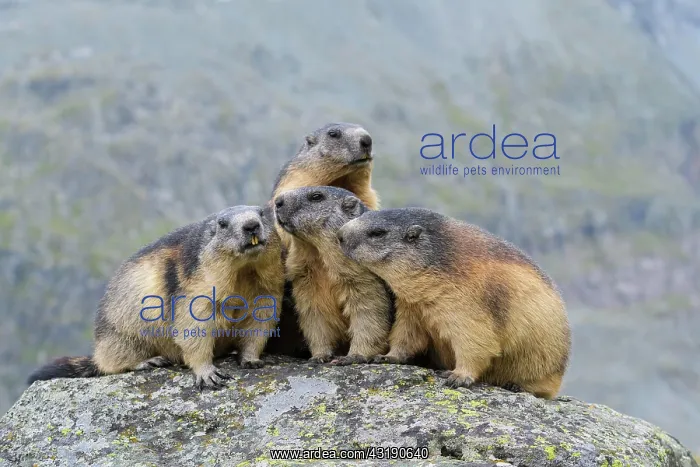 : Alpine Marmot (Marmota marmota), group of animals : Alpine Marmot (Marmota marmota), group of animals