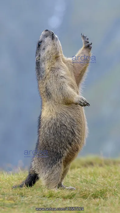 : Alpine marmot (Marmota marmota), mating in a meadow : Alpine marmot (Marmota marmota), mating in a meadow