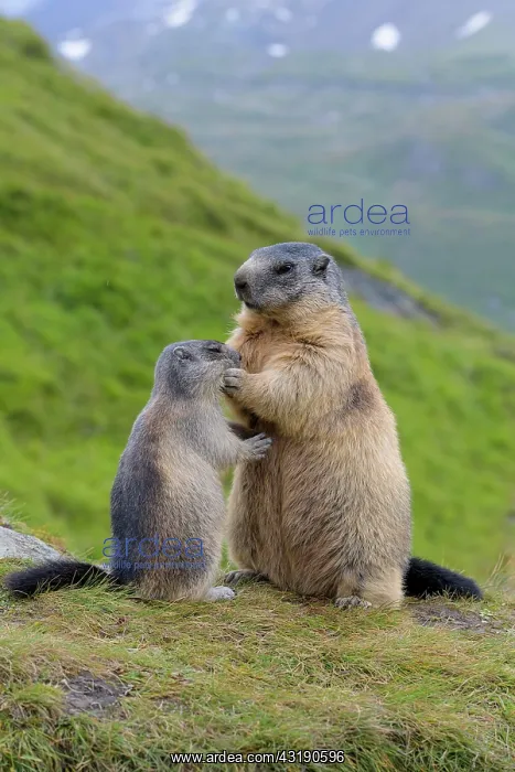 : Alpine Marmot (Marmota marmota), mother with young : Alpine Marmot (Marmota marmota), mother with young