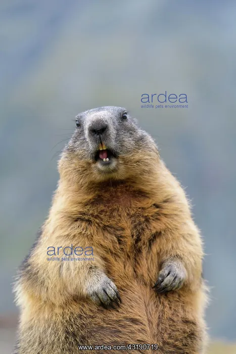 : Alpine Marmot (Marmota marmota), portrait, Hohe : Alpine Marmot (Marmota marmota), portrait, Hohe