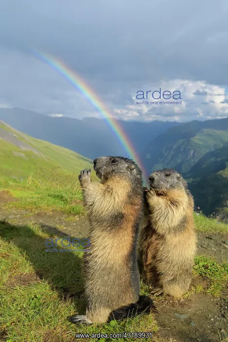 : Alpine Marmot (Marmota marmota), two standing animals : Alpine Marmot (Marmota marmota), two standing animals