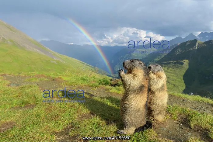 : Alpine Marmot (Marmota marmota), two standing animals : Alpine Marmot (Marmota marmota), two standing animals