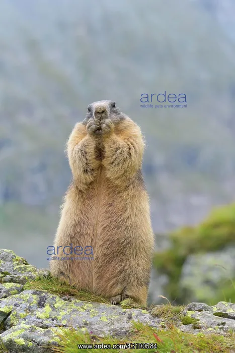 : Alpine Marmot (Marmota marmota), standing, Hohe : Alpine Marmot (Marmota marmota), standing, Hohe