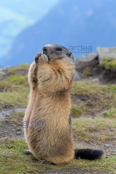 : Alpine Marmot (Marmota marmota), standing, Hohe : Alpine Marmot (Marmota marmota), standing, Hohe