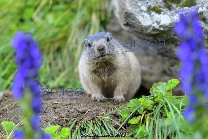 : Alpine Marmot (Marmota marmota), young with Tauern : Alpine Marmot (Marmota marmota), young with Tauern