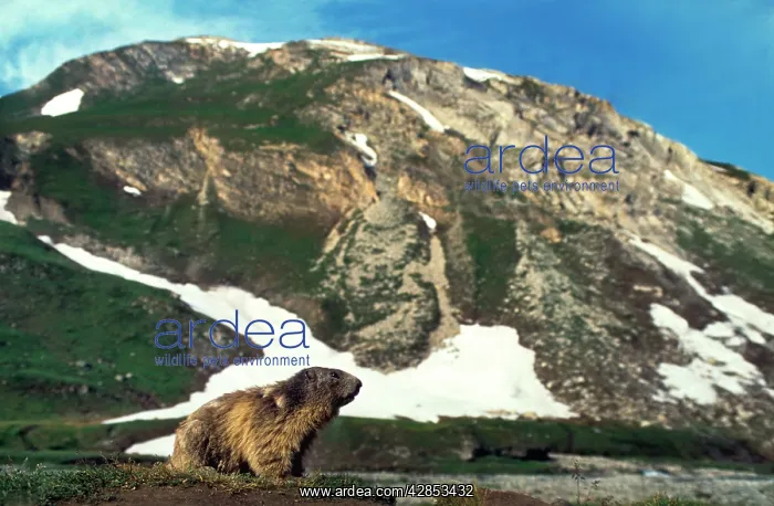 : Alpine Marmot in mountain : Alpine Marmot in mountain