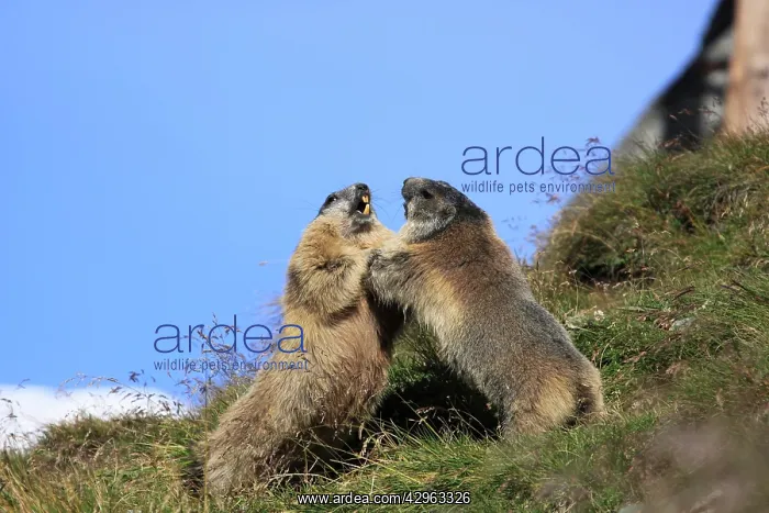 : Alpine Marmot - pair fighting : Alpine Marmot - pair fighting