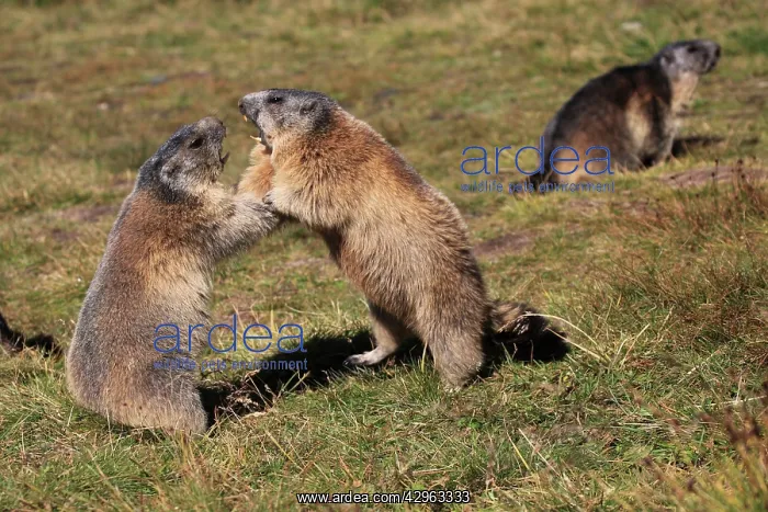  : Alpine Marmot - pair fighting