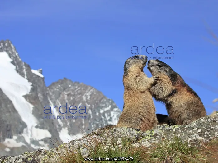 : Alpine Marmot - pair fighting : Alpine Marmot - pair fighting