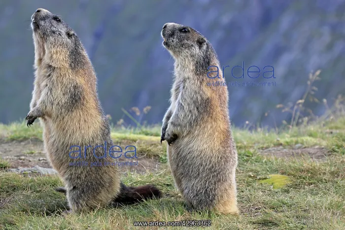 : Alpine Marmot - pair on hind legs : Alpine Marmot - pair on hind legs