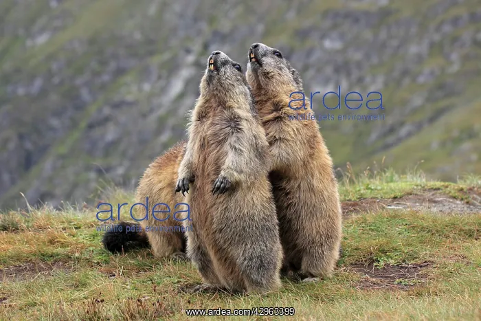 : Alpine Marmot - pair on hind legs : Alpine Marmot - pair on hind legs