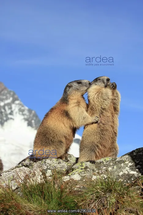 : Alpine Marmot - pair on hind legs together : Alpine Marmot - pair on hind legs together